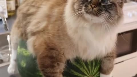 If you come across a watermelon cat, it's good luck 