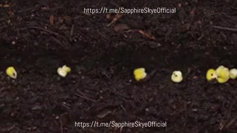 SIMPLE KITCHEN GARDENING HACKS