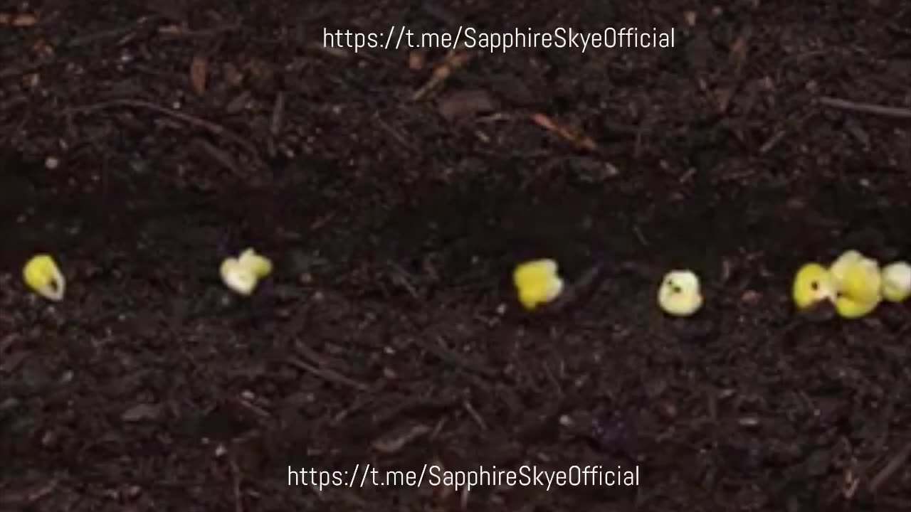 SIMPLE KITCHEN GARDENING HACKS