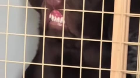 Chocolate Lab Flashes Goofy Smile