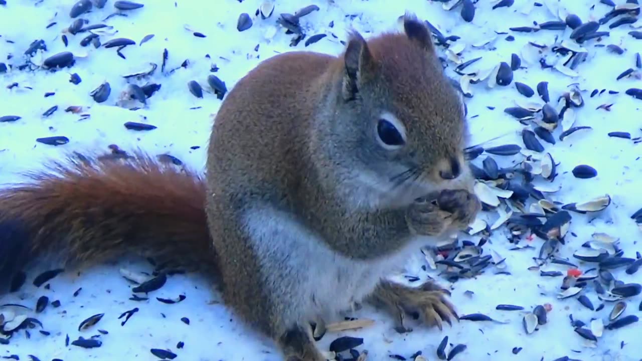 Red Squirrel