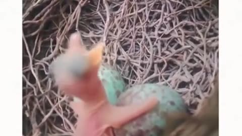 🤣💥 Watch This Guy's Bizarre Speech That Will Leave You in Stitches! | FeedMyCuriosity