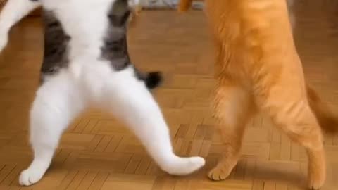 When the Beat Drops These Cats Dance Better Than Humans! 😹🕺