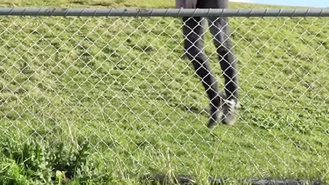 How Animals Get Over a Fence (With Emojis) 😂