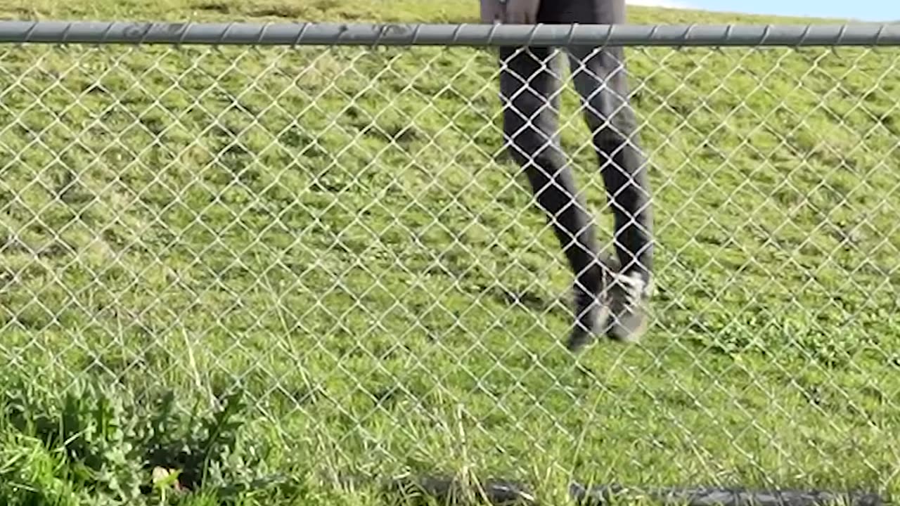 How Animals Get Over a Fence (With Emojis) 😂