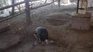 turkey