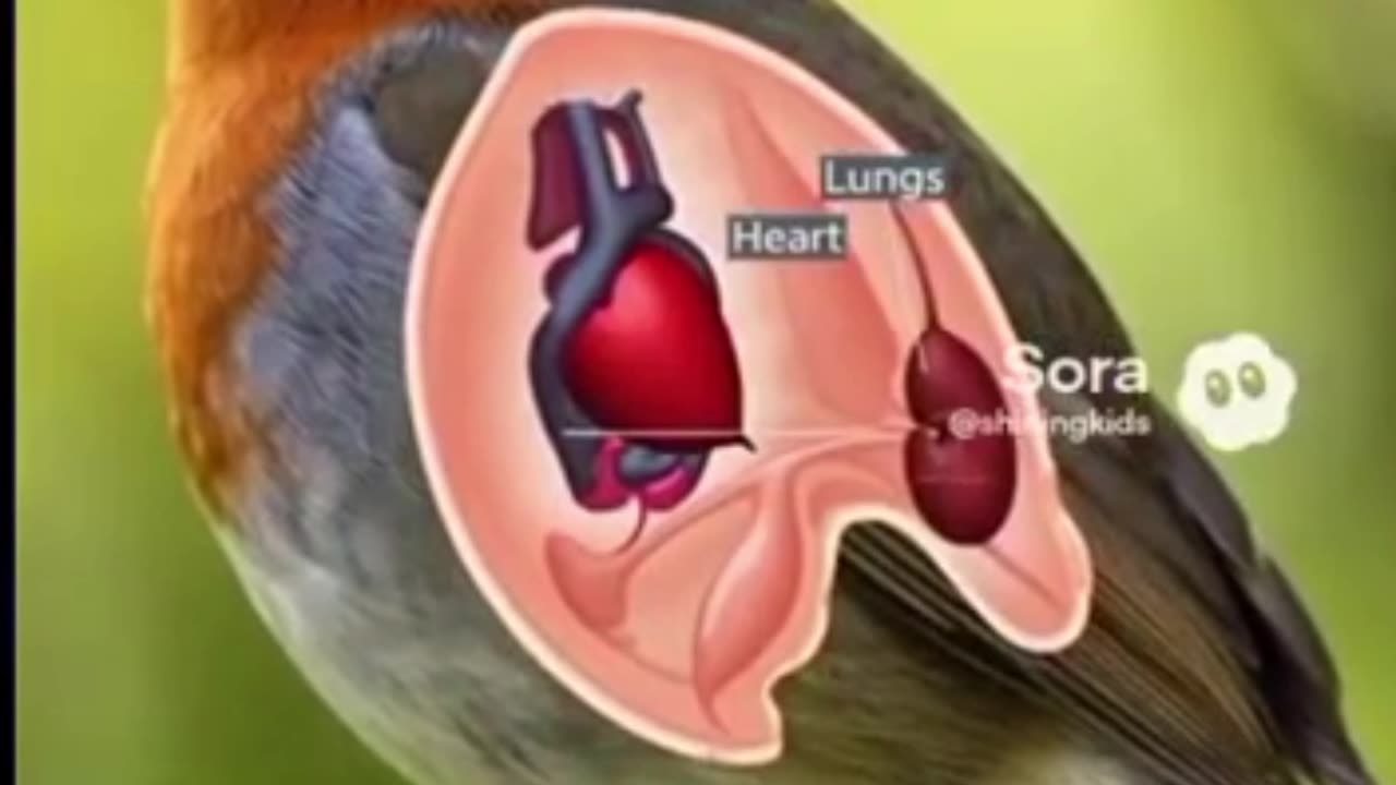 Why Don’t Birds Urinate?