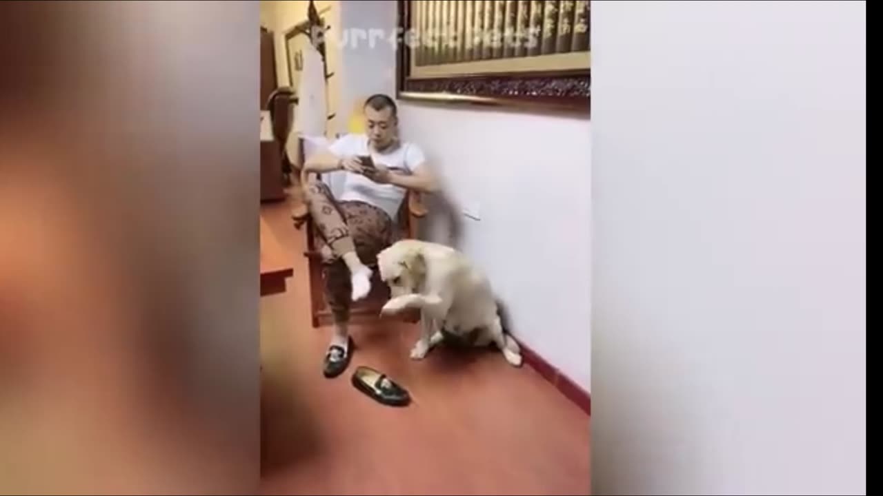 Funny animals videos 🐶😹