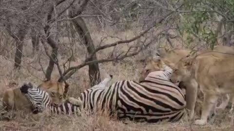 Lions Take Down Full-Grown Zebra | Brutal Wildlife Hunt Caught on Camera 🦁🦓🔥