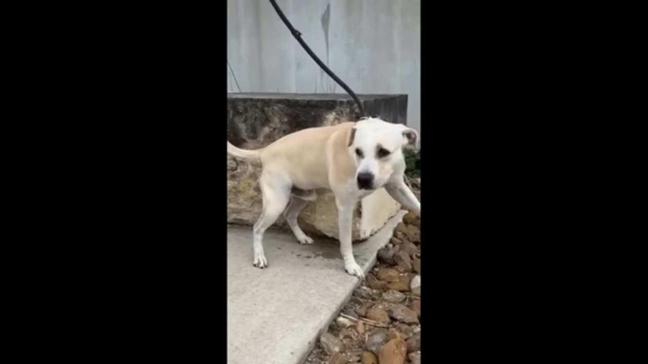 Funny animals video 😹🤣