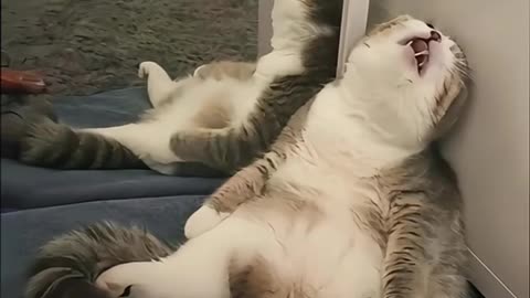 The Cat Sleeps So Comfortably 😴 | Cutest Nap Ever!