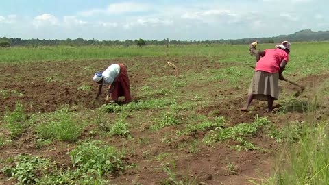 Kenyan farmers use AI app to tackle pests and crop diseases