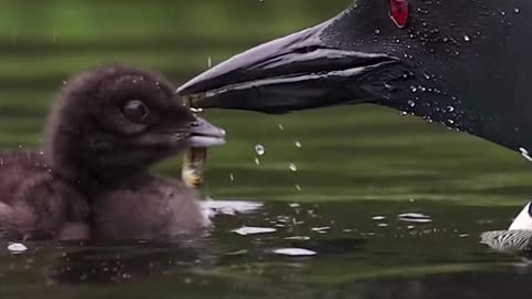 Common Loon feeding her baby on a rainy day