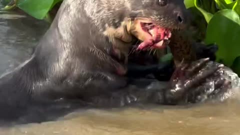 A Snake Snack 🔥🔥