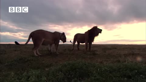 animal