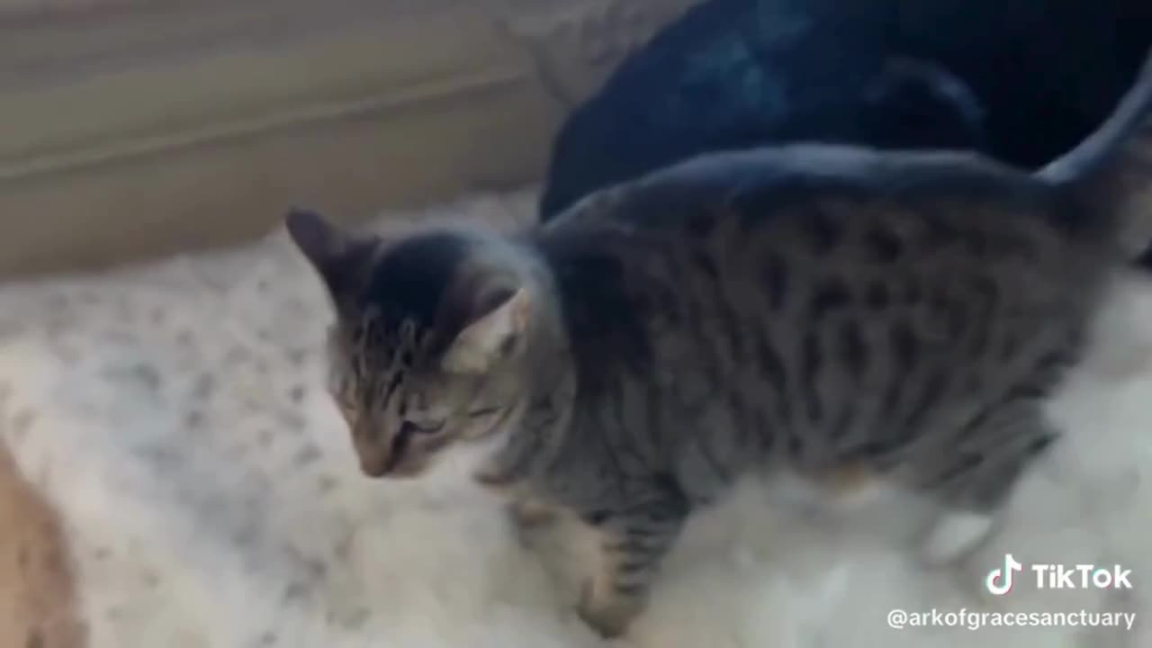 Cuddle Session - Esther and Missy!