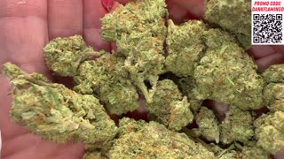 Bulk Wholesale QP of Runtz Carlton from THCA Small Buds! Mrs Dank Flamingo Review!!