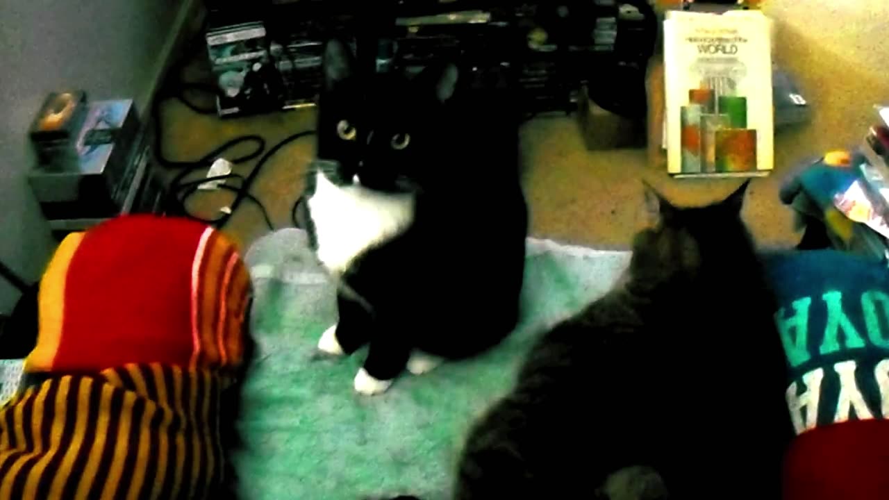 MICKMOCAM 14 _ - - STARCHILD LUCY + TIGGER THE TIGER! [From 2-18-2023] #MickmoKatKlub