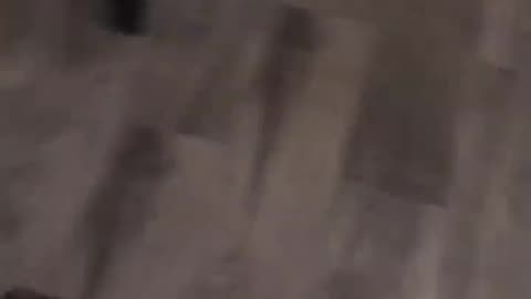 Funny cat and dog fight