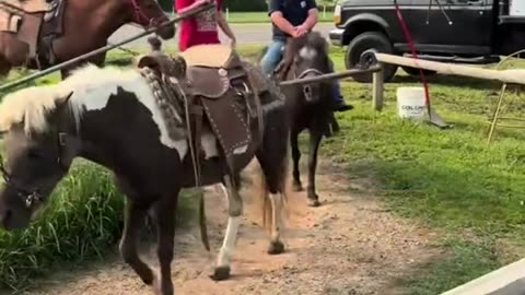 Collinsville Trade Day - Collinsville, Alabama