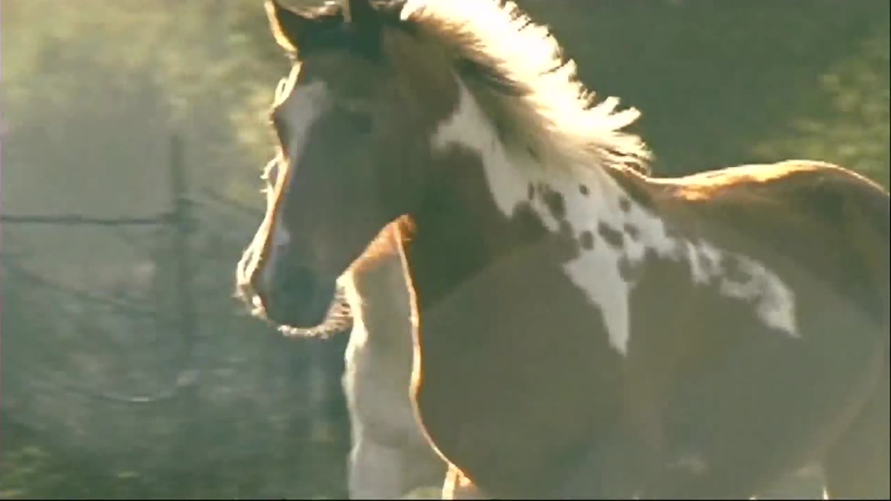 Rob Zombie - Foxy, Foxy