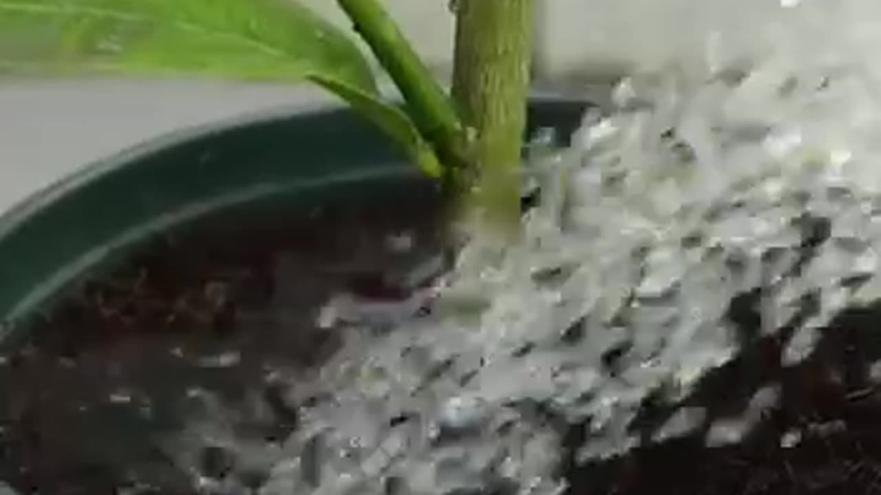 method of propagating lemon tree