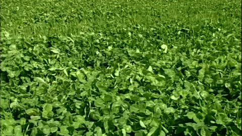 Cover Croppin... - Cover Cropping Techniques - Golden Russett Farm, Shoreham, V - edu.uvm.cropping.2