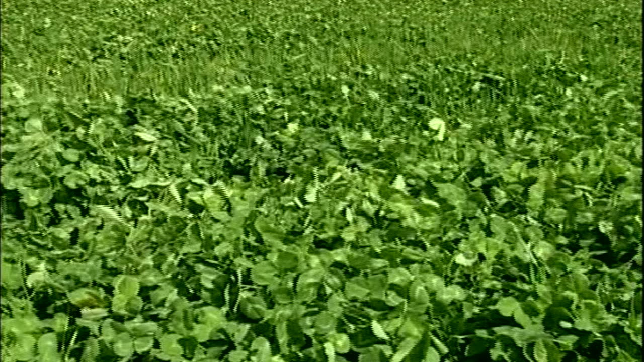 Cover Croppin... - Cover Cropping Techniques - Golden Russett Farm, Shoreham, V - edu.uvm.cropping.2