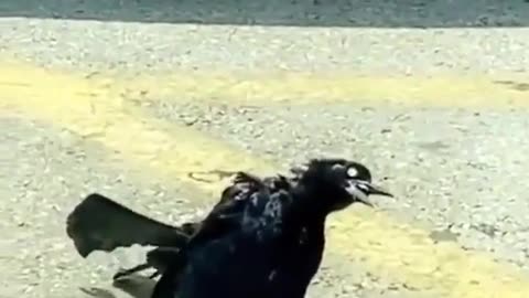 👻🦅 The Kind of Bird You’d Expect to See in Resident Evil… | TheHauntingHour