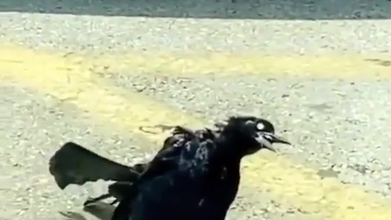 👻🦅 The Kind of Bird You’d Expect to See in Resident Evil… | TheHauntingHour
