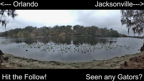4K Live St. Johns River Cam: Florida Alligators & Wildlife 🐊🌿