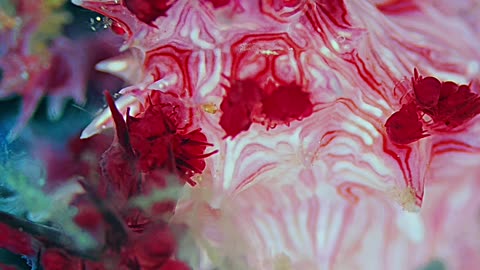 Candy Crab Hides In Coral