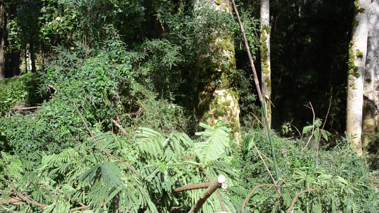 Deaths Of Albizia Trees IV