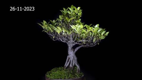 Ficus Microcarpa: Bonsai SP