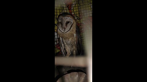 Rescuing Barnala Owl