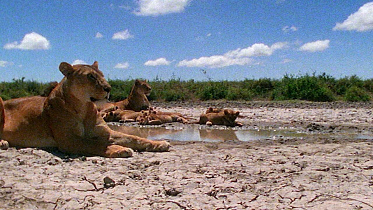animals