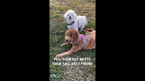 Dog Best Friends Forever 🍂 Maple Mae & Oliver’s Fall Friendship | Puppy Love Story