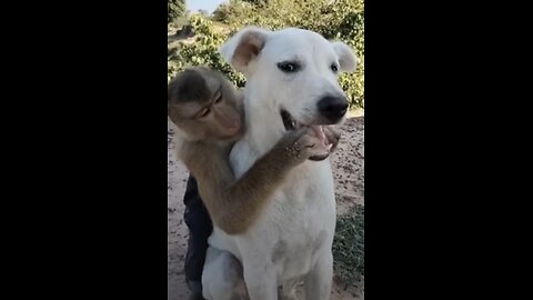 Funny Animal Compilation video