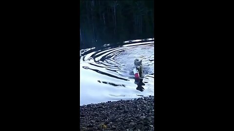 🐺Canadian wild wolves have learned to catch crabs with nets