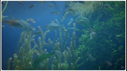 Without THIS Wed All Be Dead