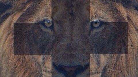 EL LOBO INGRESADO CON FIEBRE NOS PREPARAN Y AVISAN PARA EL PRÓXIMO CAMBIO