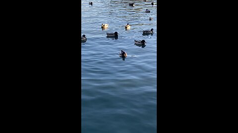 Mallard Ducks 🦆 & Coots #mallardducks #coots #coot #ducks #duck #shorts #viral #followme