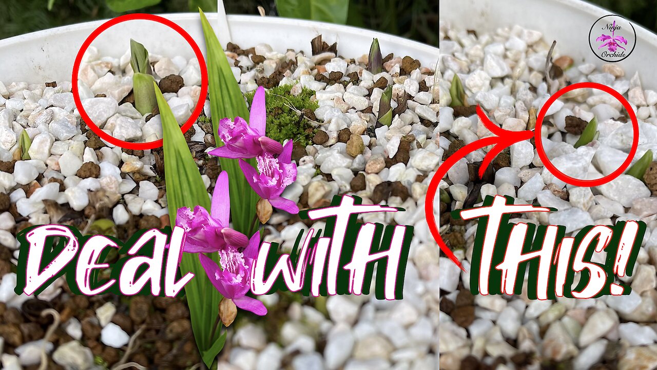 Winter Care for Ground Orchids | Premature New Growths | Fertilizing | Dormancy Care #ninjaorchids