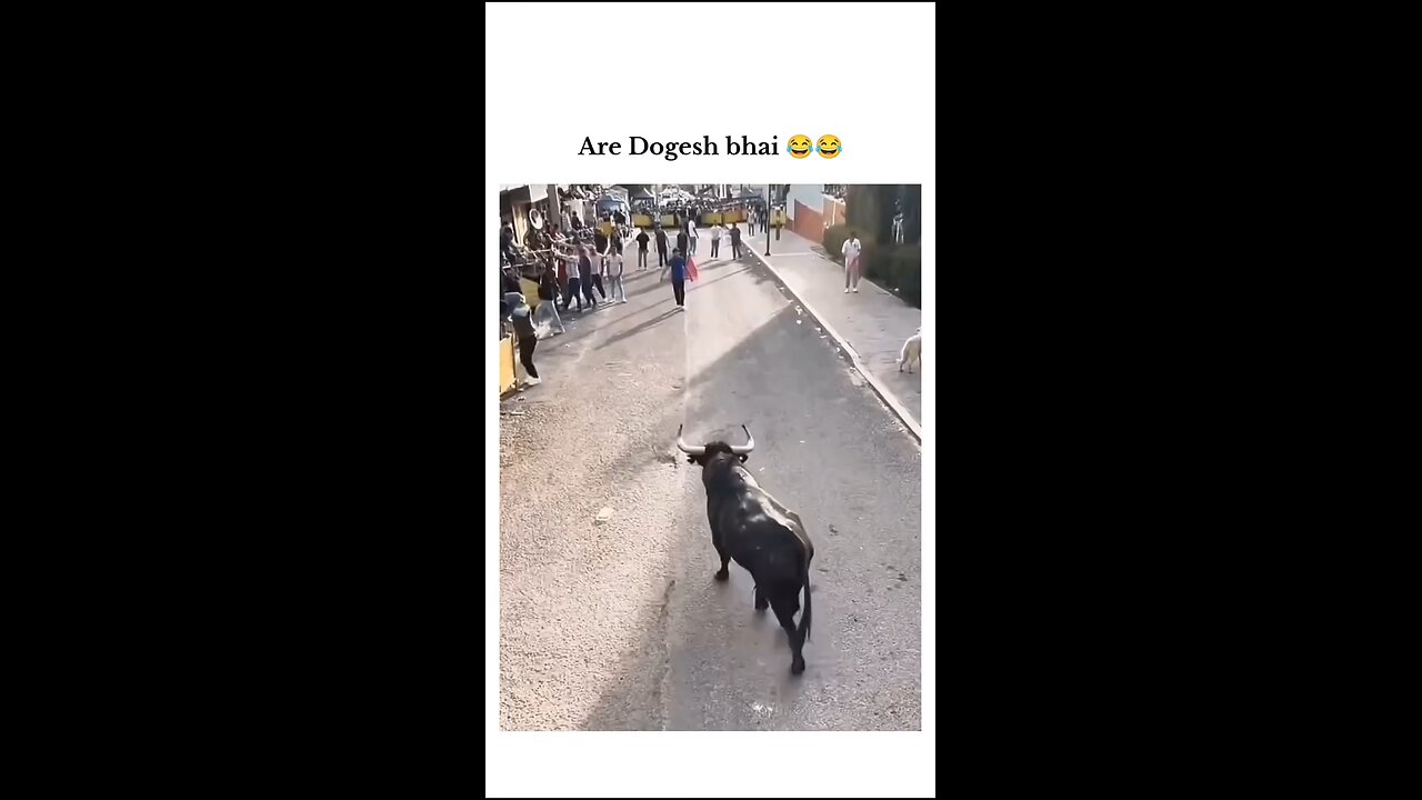 Funny video 😂😂 dog reaction lol Moment must watch