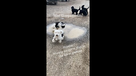 Sheepadoodle play in horse pasture