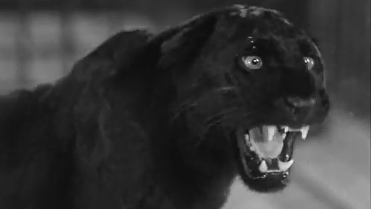 The Leopard Man-Dennis O'Keefe, Jean Brooks-1943 IMDb 6.7/10