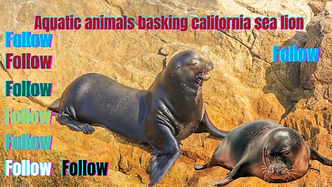 Aquatic animals basking california sea lion(California SEA Lions Basking in the Sun?!)