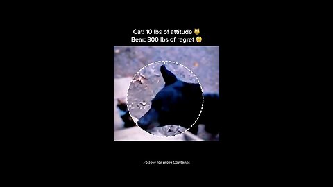 Cat VS Bear