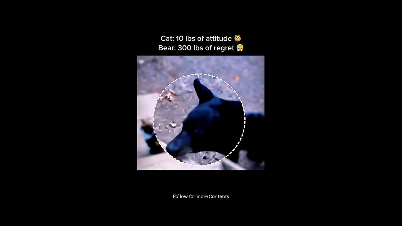 Cat VS Bear
