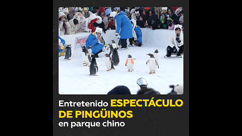 Pingüinos protagonizan espectáculo navideño en China